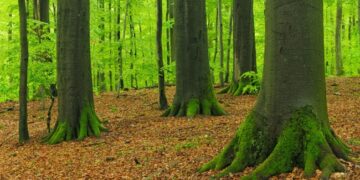 Віддали ліси на понад 80 мільйонів гривень: на Миколаївщині передали заповідний фонд у комунальну власність