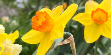 Відомо, якою буде погода на Івано-Франківщині 11 червня