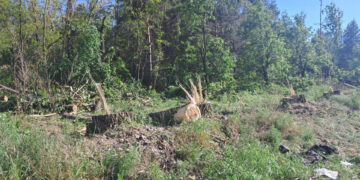 За межами села в Житомирському районі виявили порубку 42 дерев породи тополя | Журнал Житомира