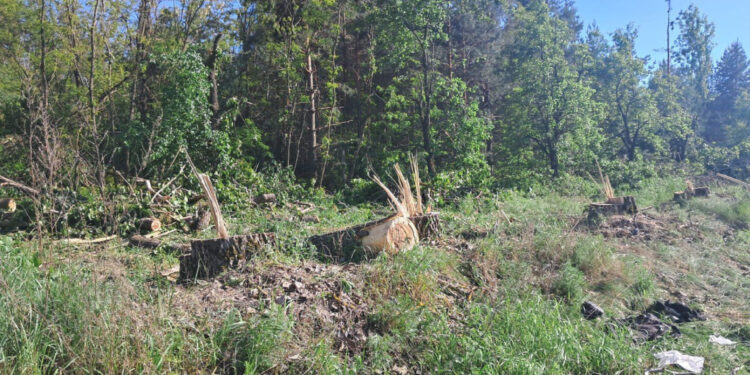 За межами села в Житомирському районі виявили порубку 42 дерев породи тополя | Журнал Житомира