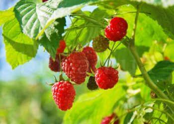 Преимущества ранней малины и ее особенности