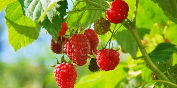 Преимущества ранней малины и ее особенности