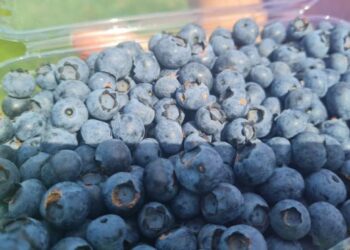 На Житомирщині родина фермера на 50 сотках вирощує лохину 9 сортів – ЭКОНОМИКА