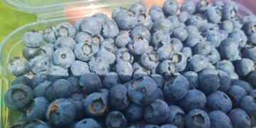 На Житомирщині родина фермера на 50 сотках вирощує лохину 9 сортів – ЭКОНОМИКА