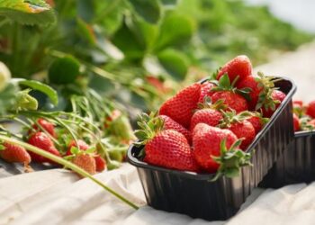 Експерти порадили, коли і як пересаджувати полуницю – ЭКОНОМИКА