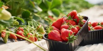 Експерти порадили, коли і як пересаджувати полуницю – ЭКОНОМИКА