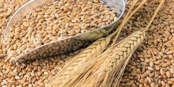 «Укрзалізниця» збільшила експорт зерна на 43% – ЭКОНОМИКА