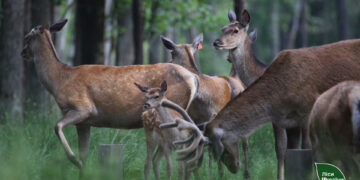 8 оленят народилося у лісгоспі на Житомирщині: найбільше за чотири роки розведення у вольєрі | Журнал Житомира