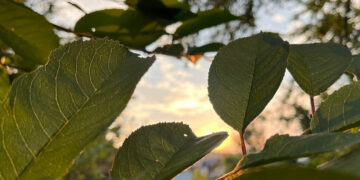 Без опадів: якою буде погода на Івано-Франківщині 27 липня