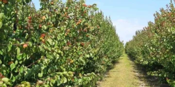 Через обстріли херсонський виробник втратив три гектари повноцінного саду