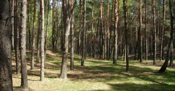 Черкащан просять не відвідувати ліси