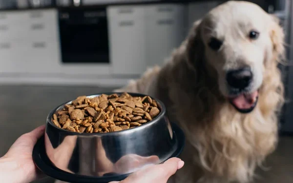Як вибрати якісний сухий та вологий корм для собак