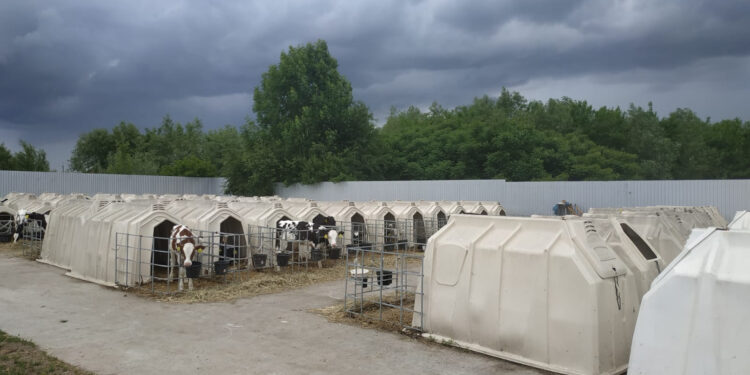 Для утримання поголів’я корів, кіз та овець: скільки заявок на субсидії надійшло від агровиробників на Івано-Франківщині