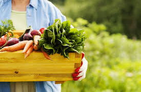 В Україні може виникнути дефіцит овочевої продукції – ЭКОНОМИКА