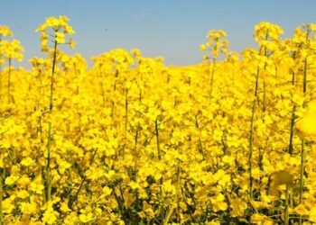 В Україні ціни на ріпак досягли максимуму за багаторічний період – ЭКОНОМИКА