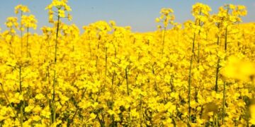В Україні ціни на ріпак досягли максимуму за багаторічний період – ЭКОНОМИКА