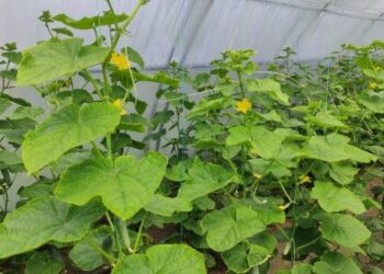 На Хмельниччині фермер-айтішник автоматизує вирощування огірків – ЭКОНОМИКА