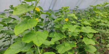 На Хмельниччині фермер-айтішник автоматизує вирощування огірків – ЭКОНОМИКА