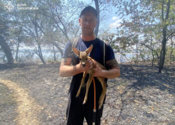 На острові Хортиця співробітники ДСНС врятували двох козуль під час пожежі – яка подальша доля тварин | Новости Запорожья