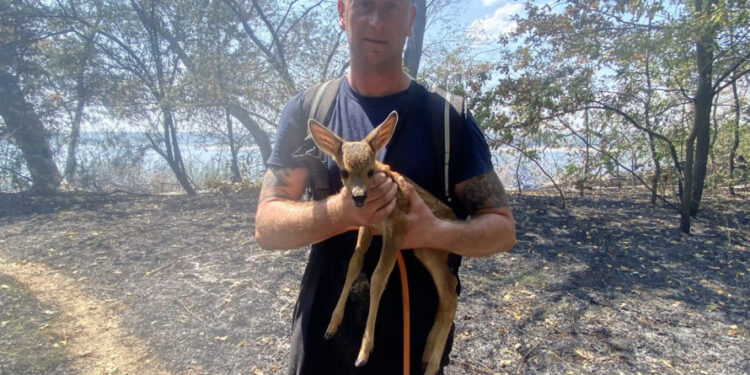 На острові Хортиця співробітники ДСНС врятували двох козуль під час пожежі – яка подальша доля тварин | Новости Запорожья