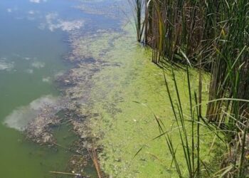 На річці Вільшанка загинула риба — Новости Черкасс