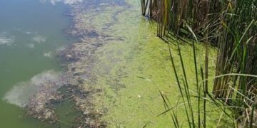 На річці Вільшанка загинула риба — Новости Черкасс