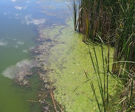 На річці Вільшанка загинула риба — Новости Черкасс