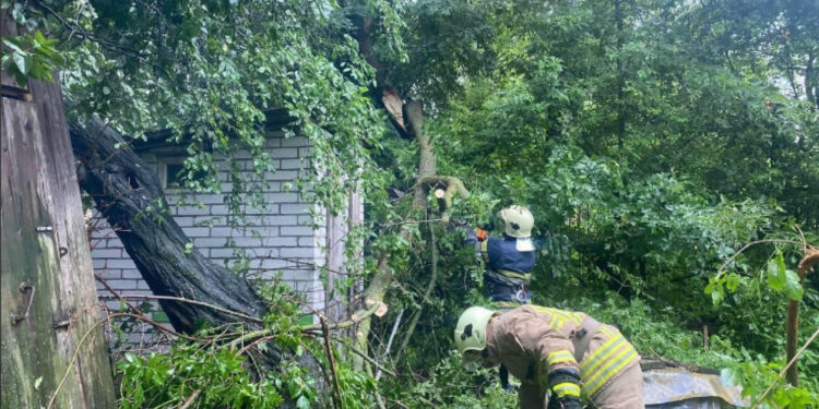 На Житомирщині негода повалила дерева та підтопила подвір’я | Журнал Житомира