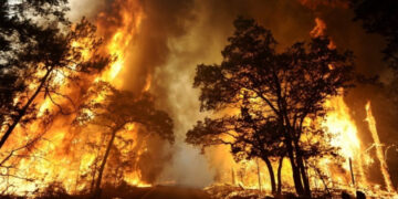 На Житомирщині оголошено найвищий рівень пожежної небезпеки | Журнал Житомира
