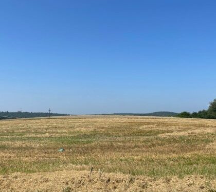 Невідомі аграрії зібрали половину врожаю зі 120 захоплених гектарів біля Львова