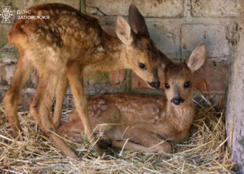 Оголосили конкурс на імена для козуль, врятованих під час пожежі на Хортиці | Новости Запорожья