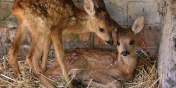 Оголосили конкурс на імена для козуль, врятованих під час пожежі на Хортиці | Новости Запорожья