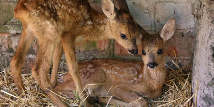 Оголосили конкурс на імена для козуль, врятованих під час пожежі на Хортиці | Новости Запорожья