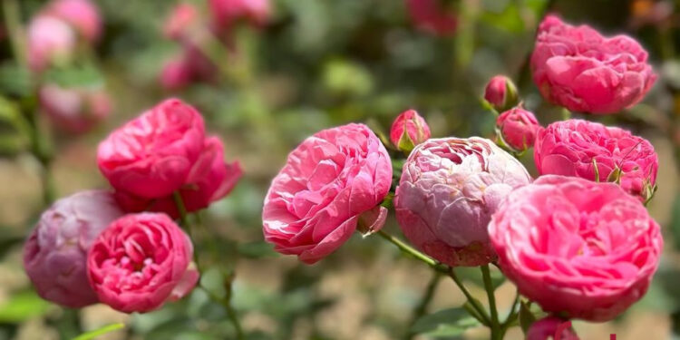 Оголосили штормове: якою буде погода на Івано-Франківщині 17 липня