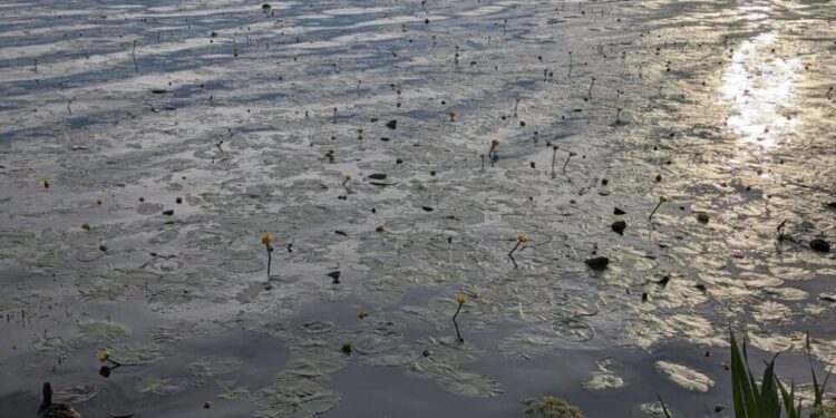 Погода у Тернополі 22-28 липня – буде хмарно і з дощами