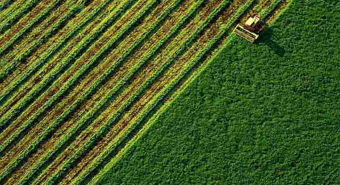 Понад сто тисяч за гектар: на Івано-Франківщині найдорожча земля в Україні