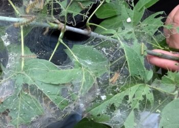 У низці громад Запорізького району запровадили карантин через комах та бур’ян-паразит | Новости Запорожья