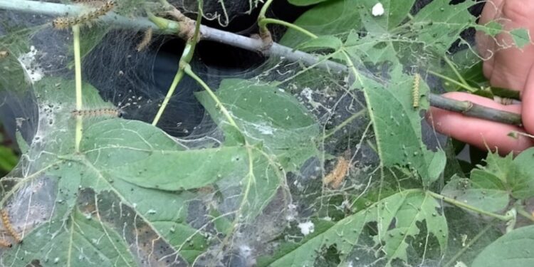 У низці громад Запорізького району запровадили карантин через комах та бур’ян-паразит | Новости Запорожья