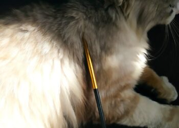 У Сарнах стріляли в кота (ФОТО)