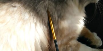 У Сарнах стріляли в кота (ФОТО)