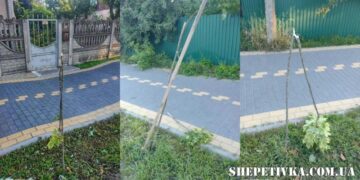 У Шепетівці розшукують молодика, який поламав 9 молодих кленів (відео) —Хмельнитчина