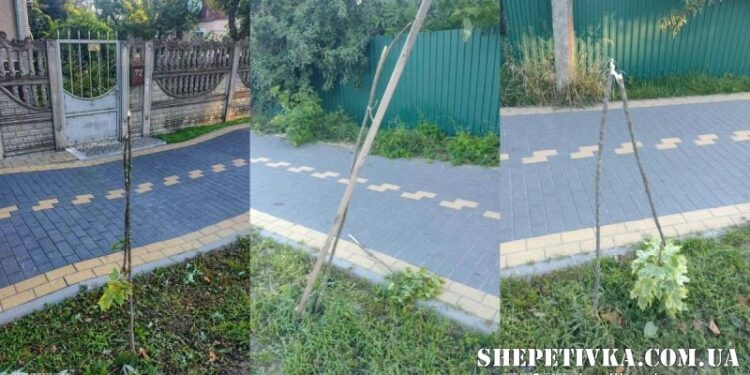 У Шепетівці розшукують молодика, який поламав 9 молодих кленів (відео) —Хмельнитчина