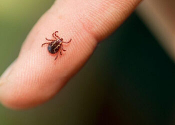 У Запоріжжі виявили три випадки захворювання на Лайма – подробиці | Новости Запорожья