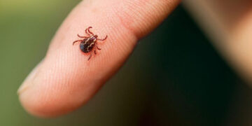 У Запоріжжі виявили три випадки захворювання на Лайма – подробиці | Новости Запорожья