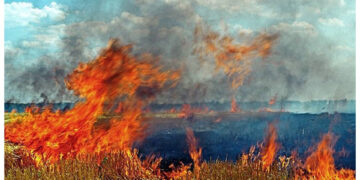 У Житомирську область повертається небезпека виникнення пожеж в екосистемах | Журнал Житомира