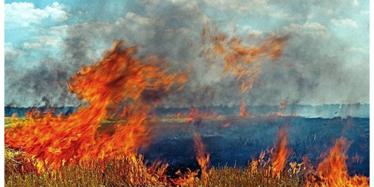 У Житомирську область повертається небезпека виникнення пожеж в екосистемах | Журнал Житомира