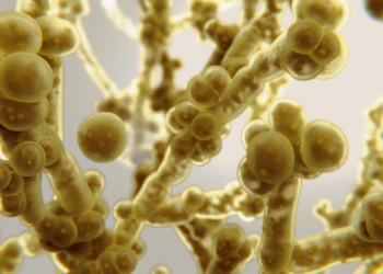 Кандидоз: что это и как проявляется