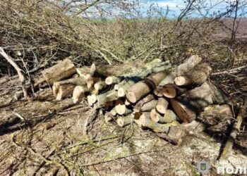 Завдали шкоди довкіллю на понад мільйон гривень: на Миколаївщині затримали “чорних” лісорубів