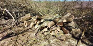 Завдали шкоди довкіллю на понад мільйон гривень: на Миколаївщині затримали “чорних” лісорубів