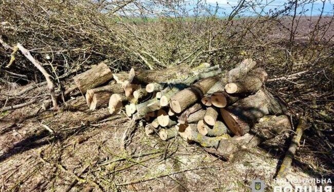 Завдали шкоди довкіллю на понад мільйон гривень: на Миколаївщині затримали “чорних” лісорубів